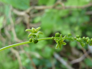 Petites fleurs vert jaunâtre de 6-7 mm de diamètre au pétiole court, fréquemment présentes le long d'une tige dressée d'une vingtaine de centimètres de long. Agrandir dans une nouvelle fenêtre (ou onglet)